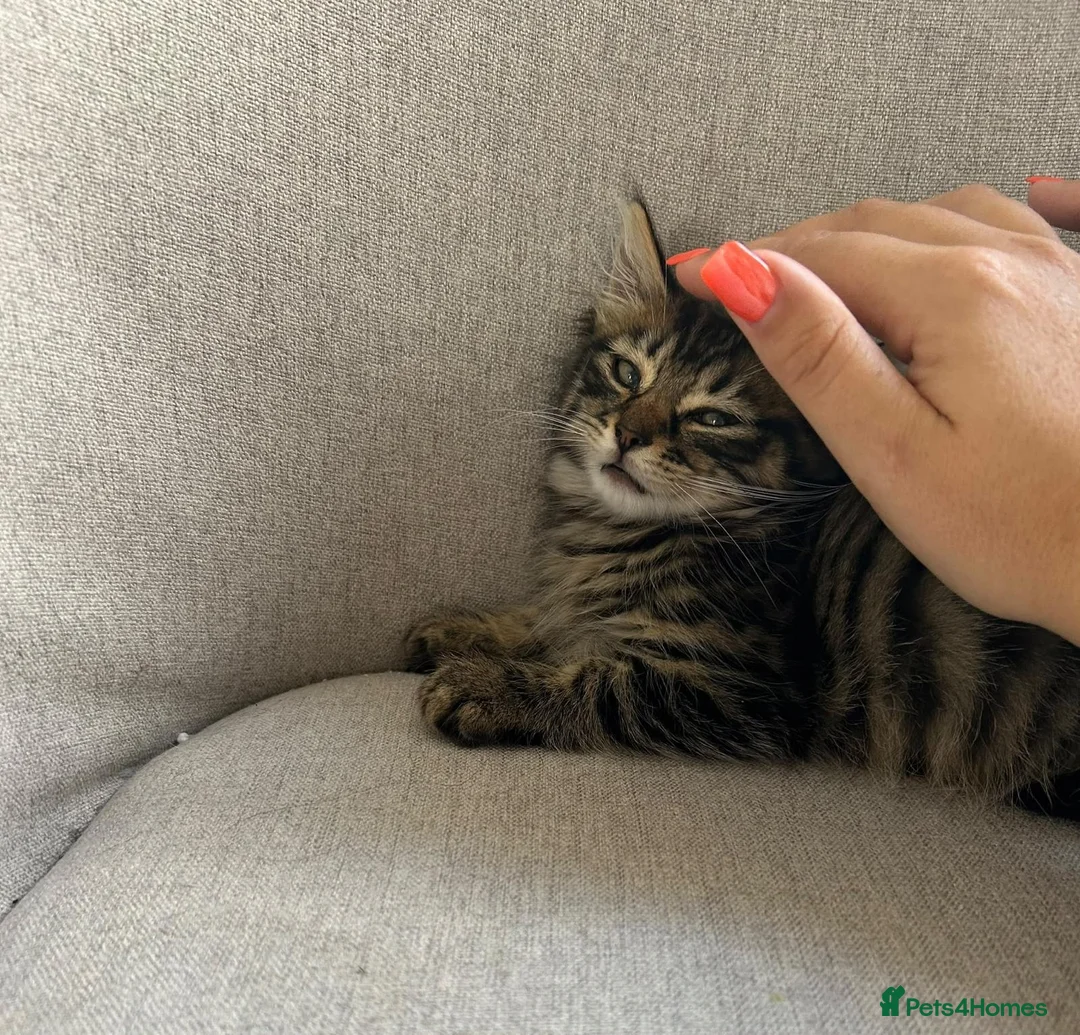 Mixed Breed cats for adoption: Sweet boy Teddy looking for a home - Advert 2