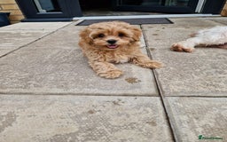 Maltipoo dogs for sale: Absolutely gorgeous maltipoo puppies  - Image 9