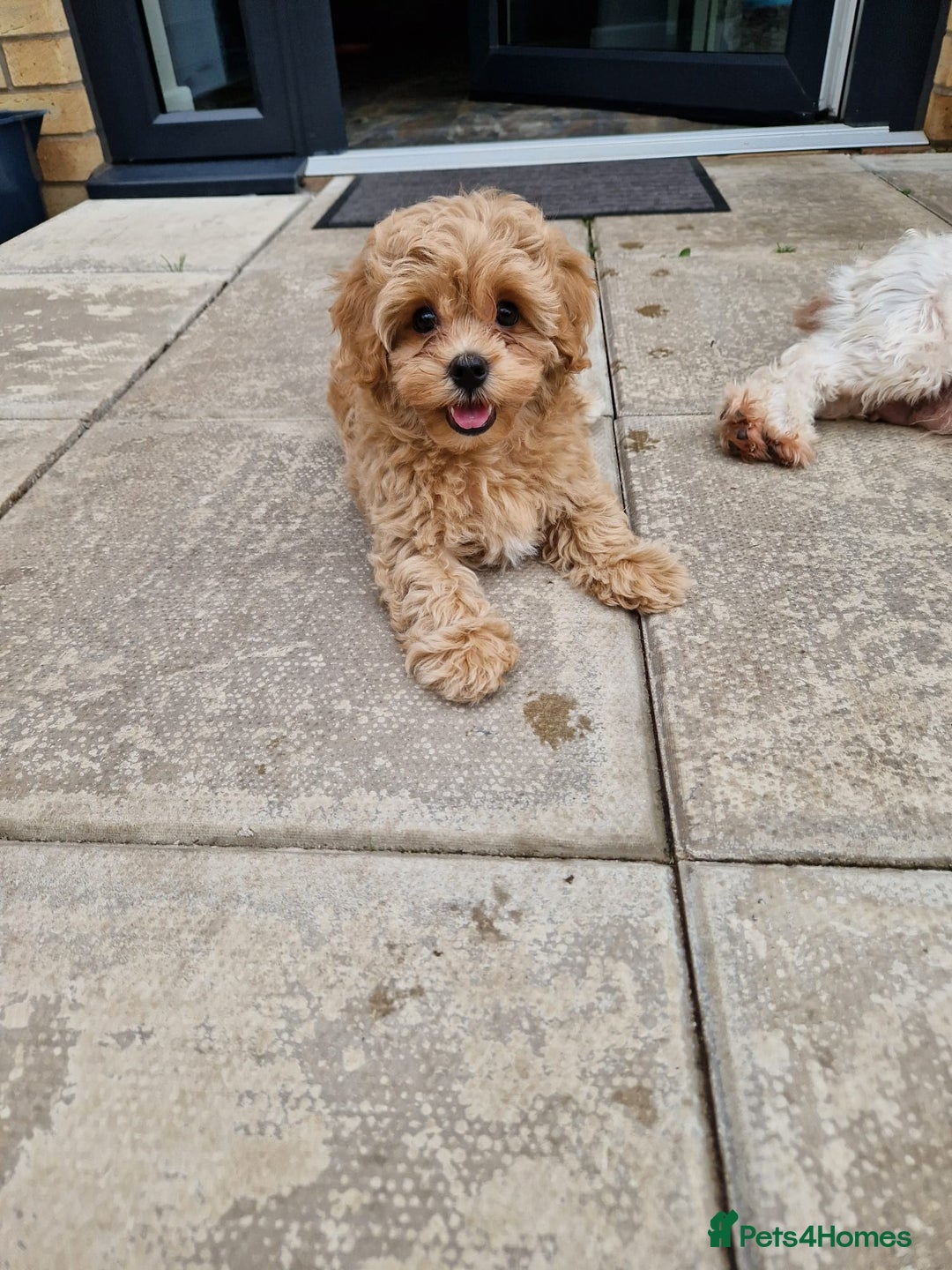 Maltipoo dogs for sale: Absolutely gorgeous maltipoo puppies  - Image 9