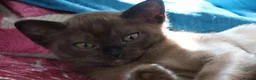Burmese cats for sale: Beautiful playful Burmese kittens  - Advert 3