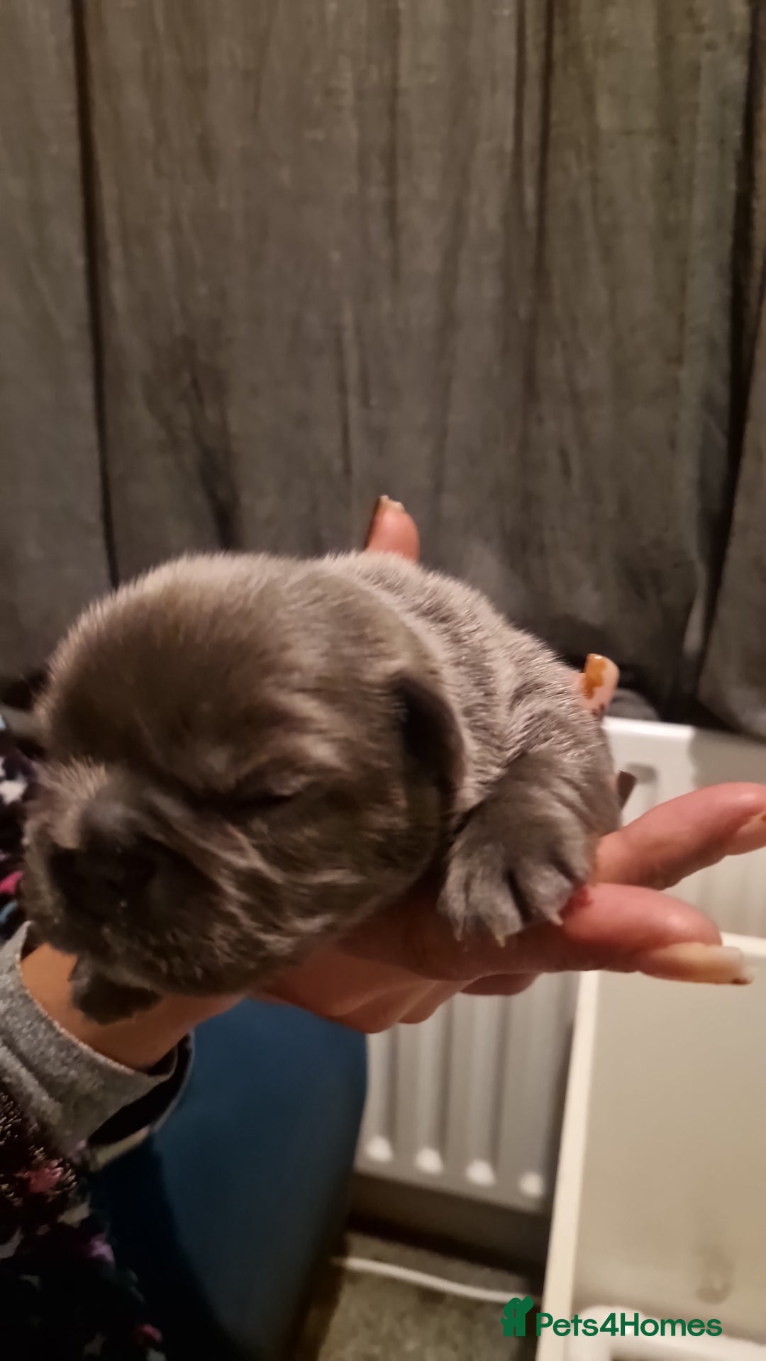 French Bulldog dogs for sale: Frenchie puppies  - Image 6