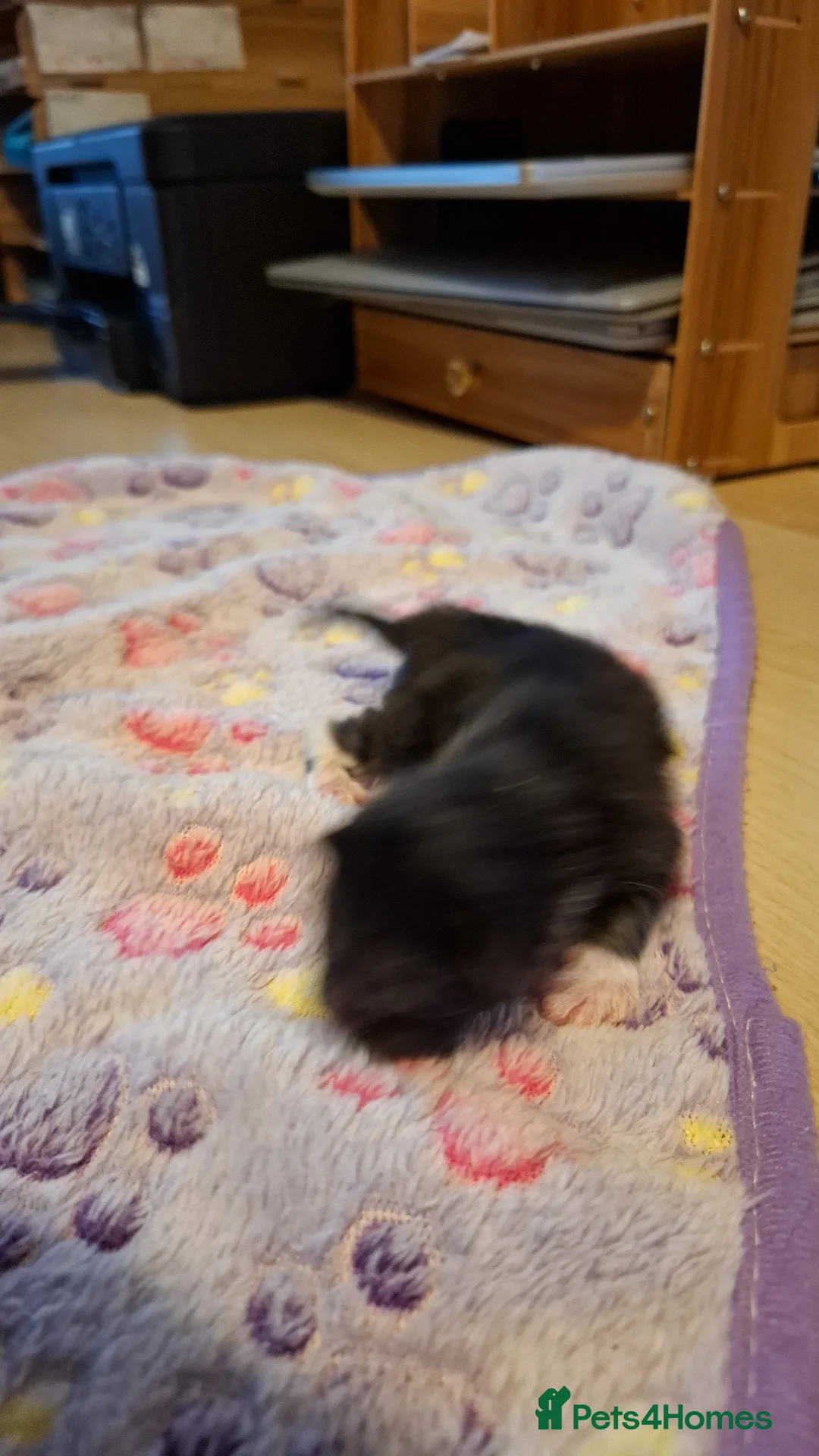 Mixed Breed cats for sale: 2 Boys ready to leave 18th May  - Advert 41