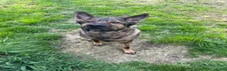 German Shepherd dogs for sale: Male German shepherd 7years - Advert 39