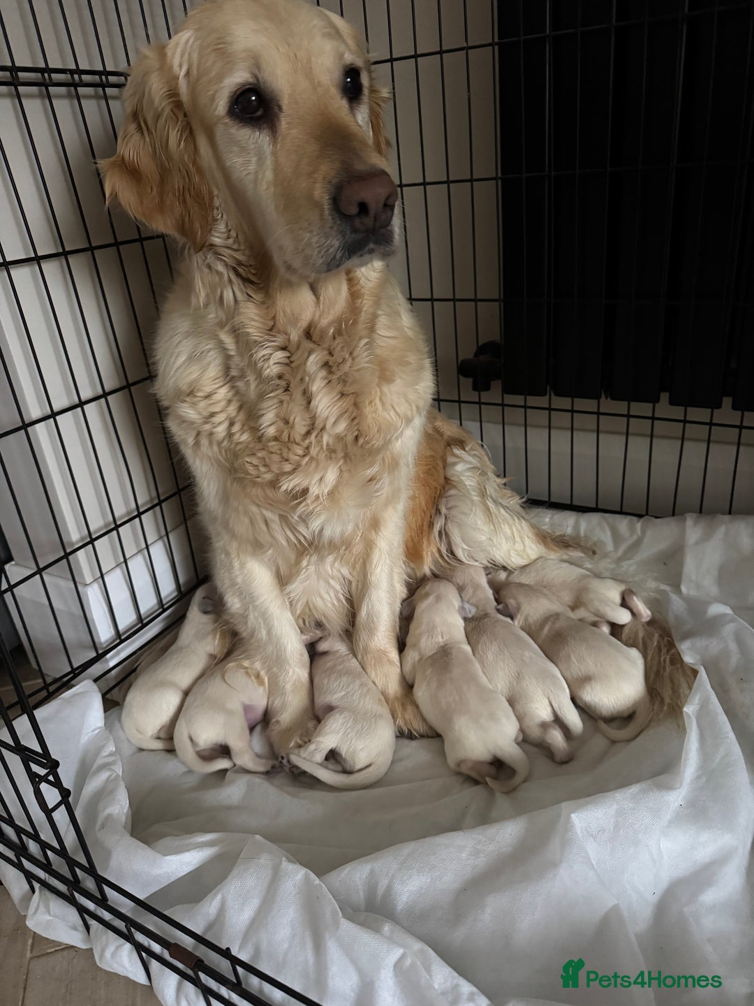Golden Retriever dogs for sale: Golden puppies  - Image 9