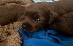 Cockapoo dogs for sale: Red Cockapoo 🐶 F1B looking for loving home 🥰 in London - Image 31