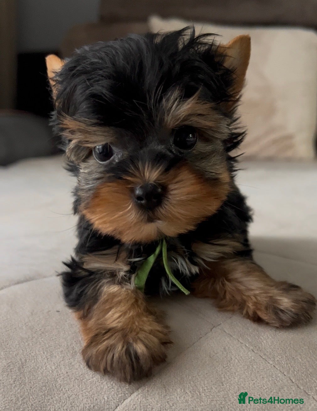 Yorkshire Terrier dogs  ❤️ Special Little Yorkshire Boy – READY NOW ❤️ - Advert 7