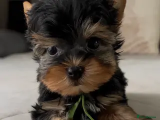 Yorkshire Terrier dogs ❤️ Special Little Yorkshire Boy – READY NOW ❤️ - Advert 7