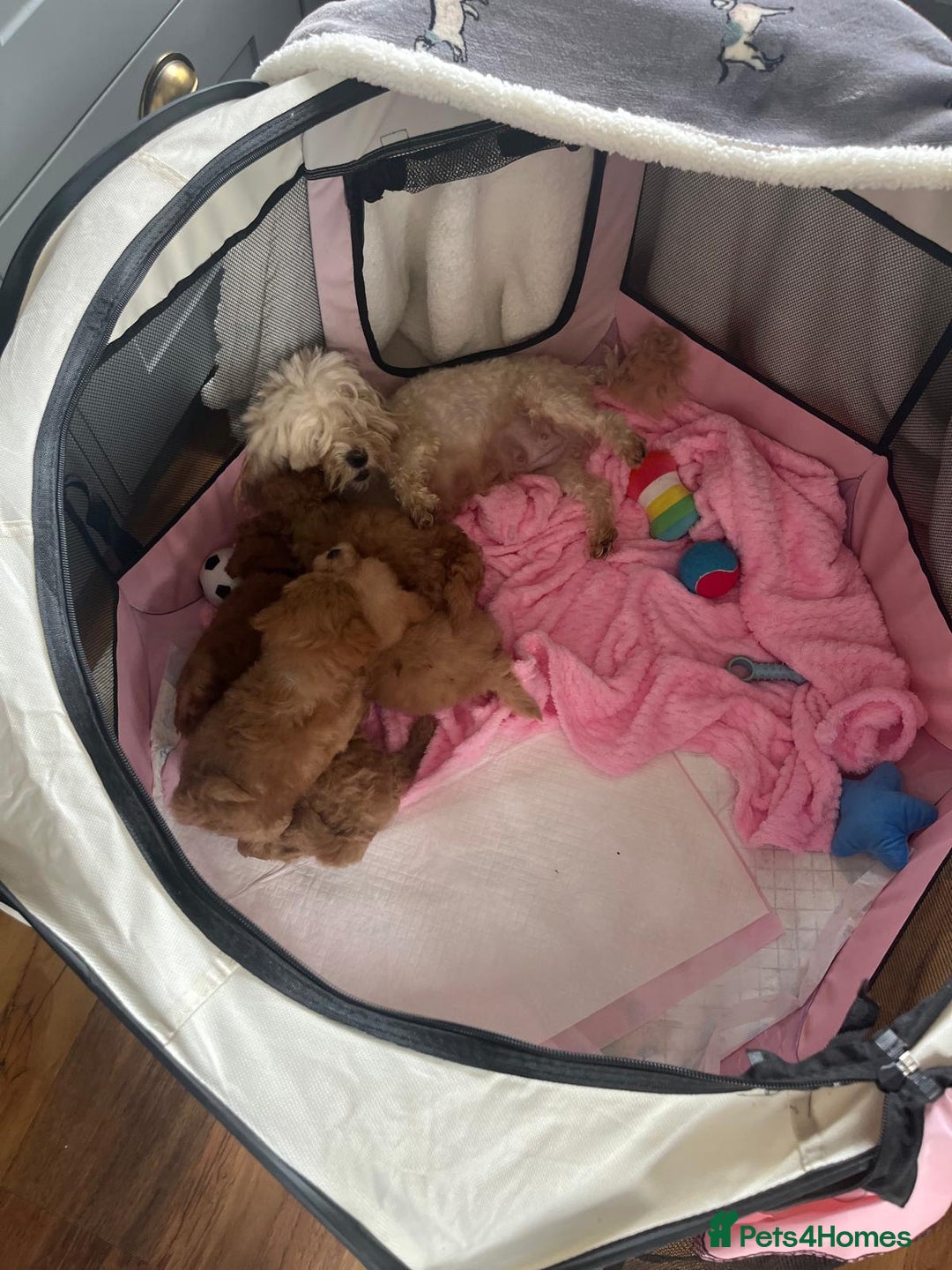 Maltipoo dogs for sale: 💫Tiny Red Boys Available Now💫 - Image 28