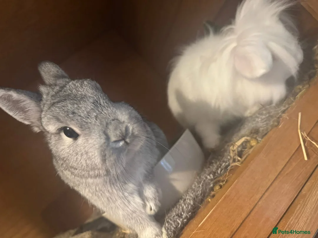 Netherland Dwarf rabbits for sale: Bonded trio looking for new home. - Advert 3
