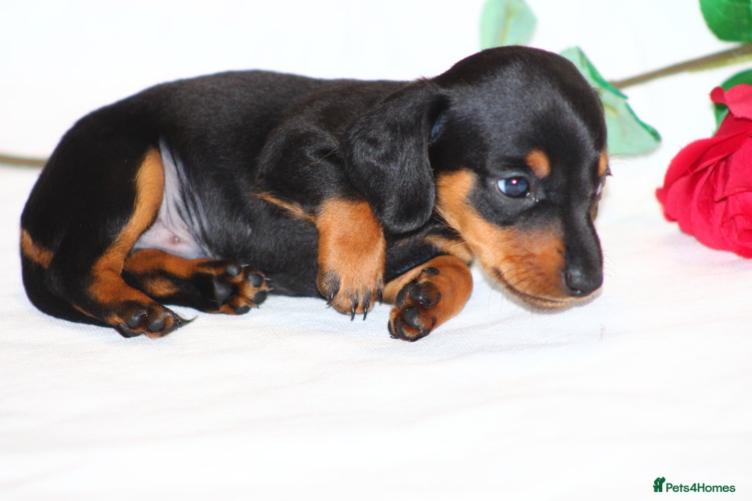 Miniature Dachshund dogs for sale: 🐾❤️ Precious Miniature Dapple Dachshunds ❤️🐾 - Image 11