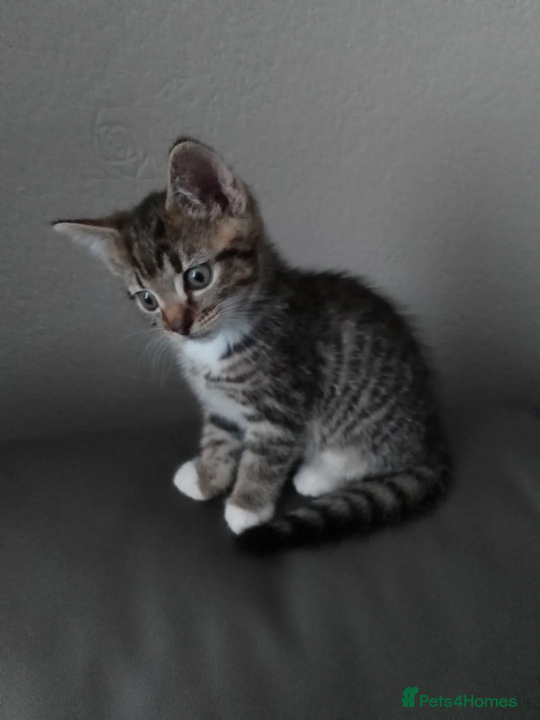 Mixed Breed cats for sale: BEAUTIFUL KITTENS, READY TO LEAVE NOW!! - Advert 12