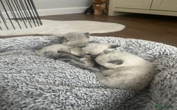 Ragdoll cats for sale: Snowy kitty for sale  - Image 9