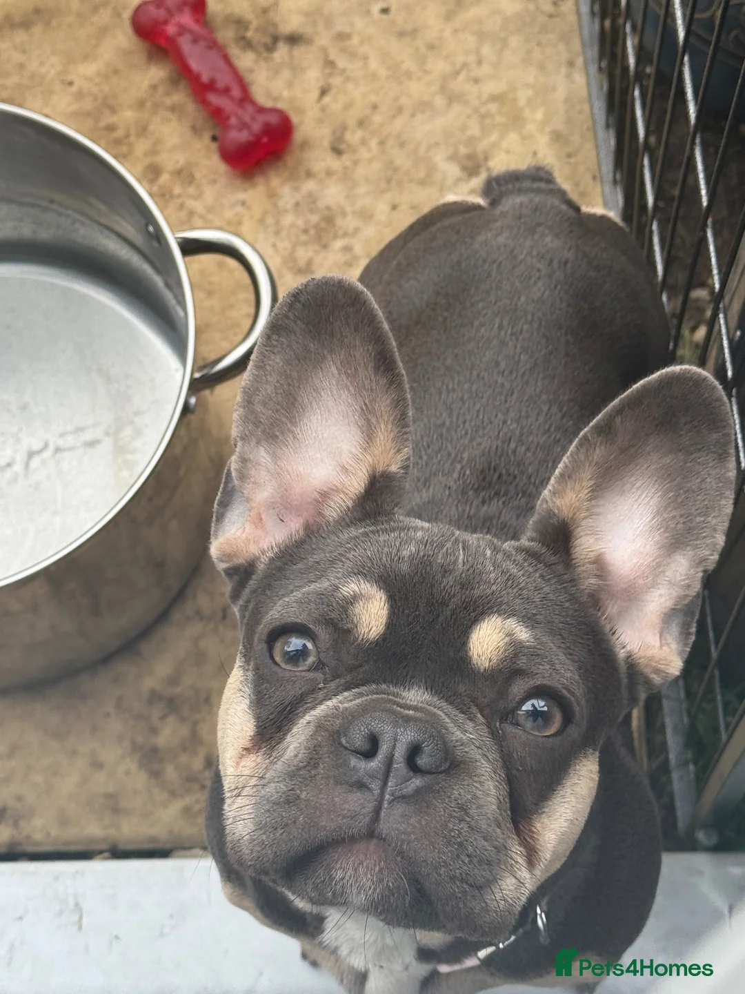 French Bulldog dogs for sale: 7 months old female frenchie  in Greenhithe - Advert 2