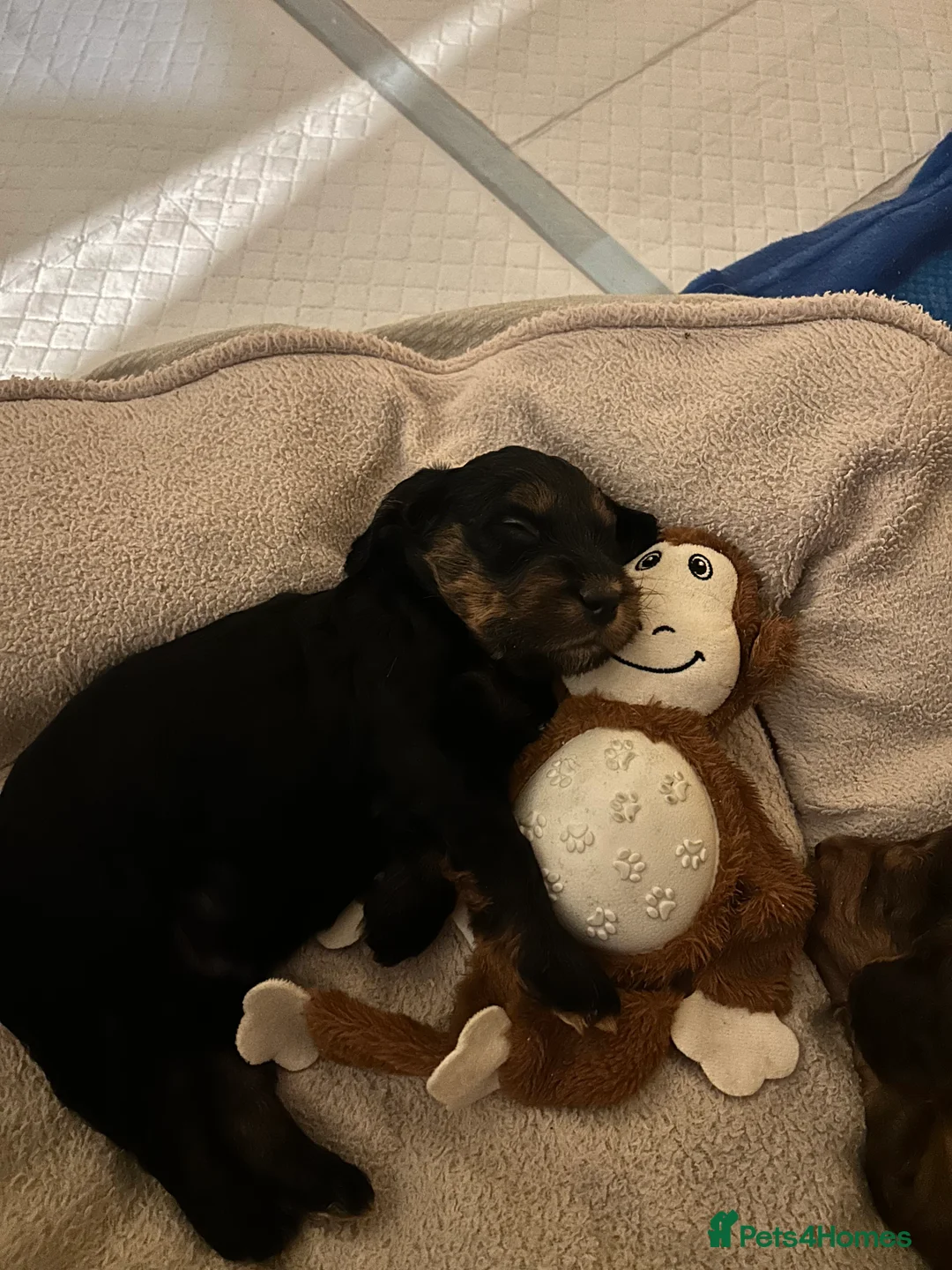 Cockapoo dogs for sale: Black and Tan Cockapoo boy - Advert 12