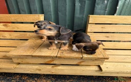 Jack Russell dogs for sale: Jack Russell puppies  - Image 6