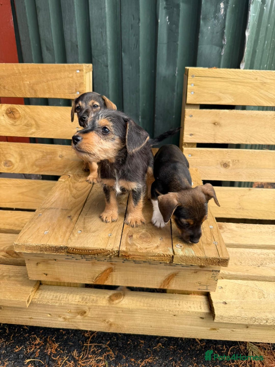 Jack Russell dogs for sale: Jack Russell puppies  - Image 6