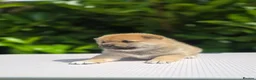 Japanese Shiba Inu dogs for sale: Japanese Shiba Inu Boy  - Advert 4