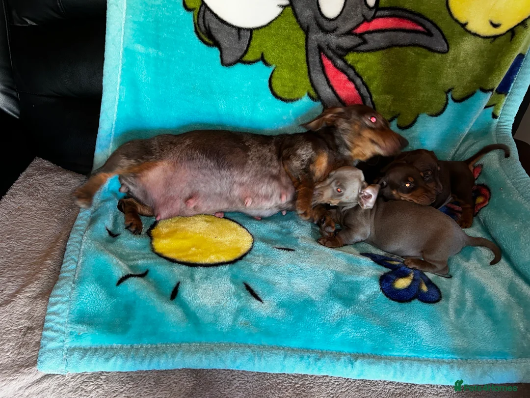 Miniature Dachshund dogs for sale: 3 Miniature dachshund puppies 🐶  - Advert 2