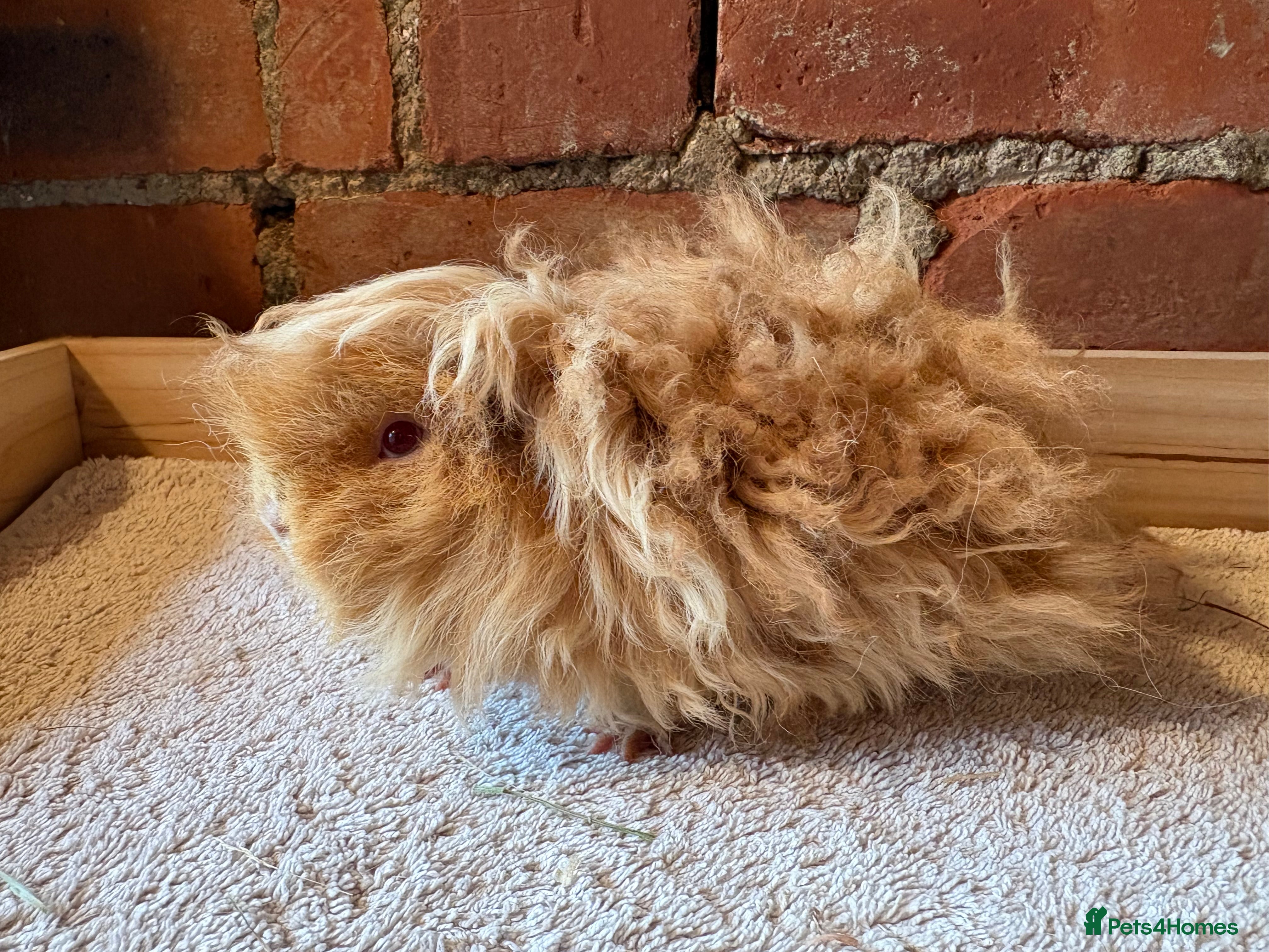 Guinea Pig rodents Male guinea pigs - long & short haired  - Advert 6