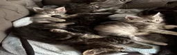 Maine Coon cats for sale: Stunning litter of pure bred Maine Coon kittens - Advert 38
