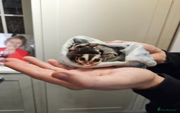 Sugar Glider rodents for sale: Stunning Male & Female Grey sugar glider pair - Advert 6