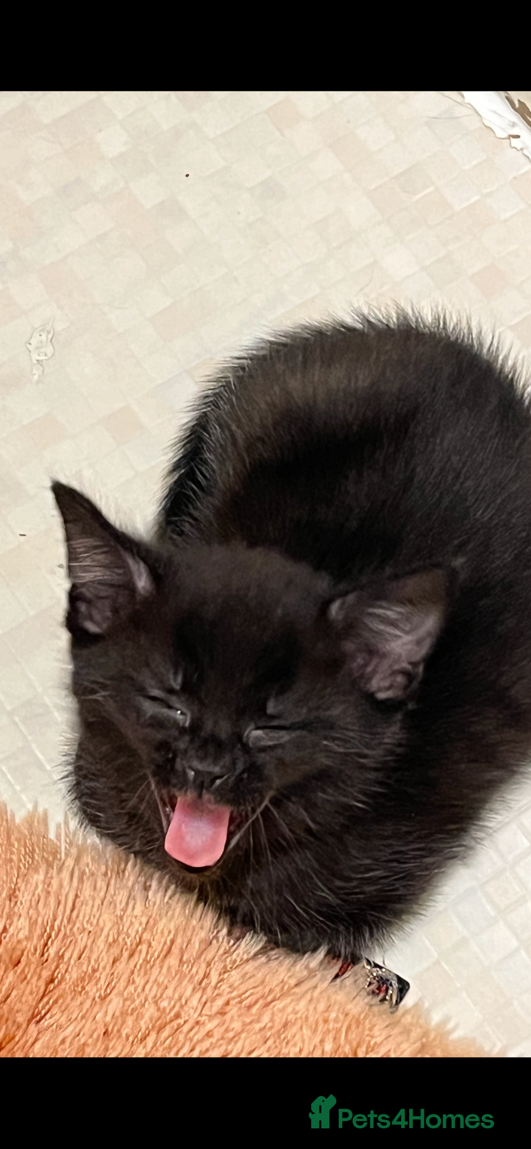 Mixed Breed cats for sale: 3 lovely kittens ready for their new homes 🥰 - Advert 21