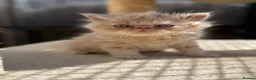 Persian cats for sale: GCCF registered Persian kittens 💙 - Advert 16