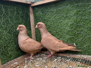 Pigeons birds Syrian pigeons for sale - Advert 2