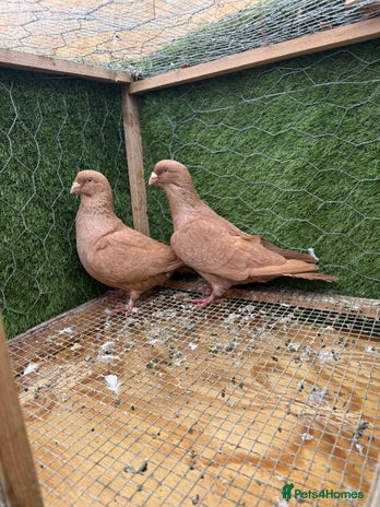 Pigeons birds - Advert 1