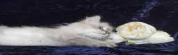 Siberian cats for sale: Siberian Kittens For Sale  - Advert 5