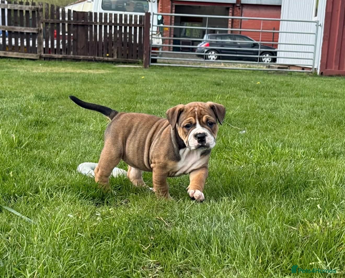 Olde English Bulldogge dogs LUCKY LAST GIRL Olde english bulldoge  - Advert 2