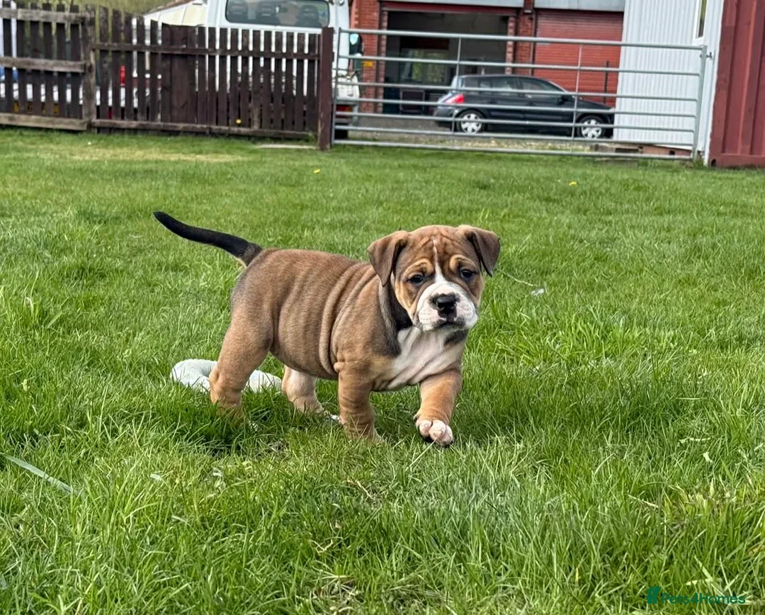 Olde English Bulldogge dogs for sale: LUCKY LAST GIRL Olde english bulldoge  - Advert 2