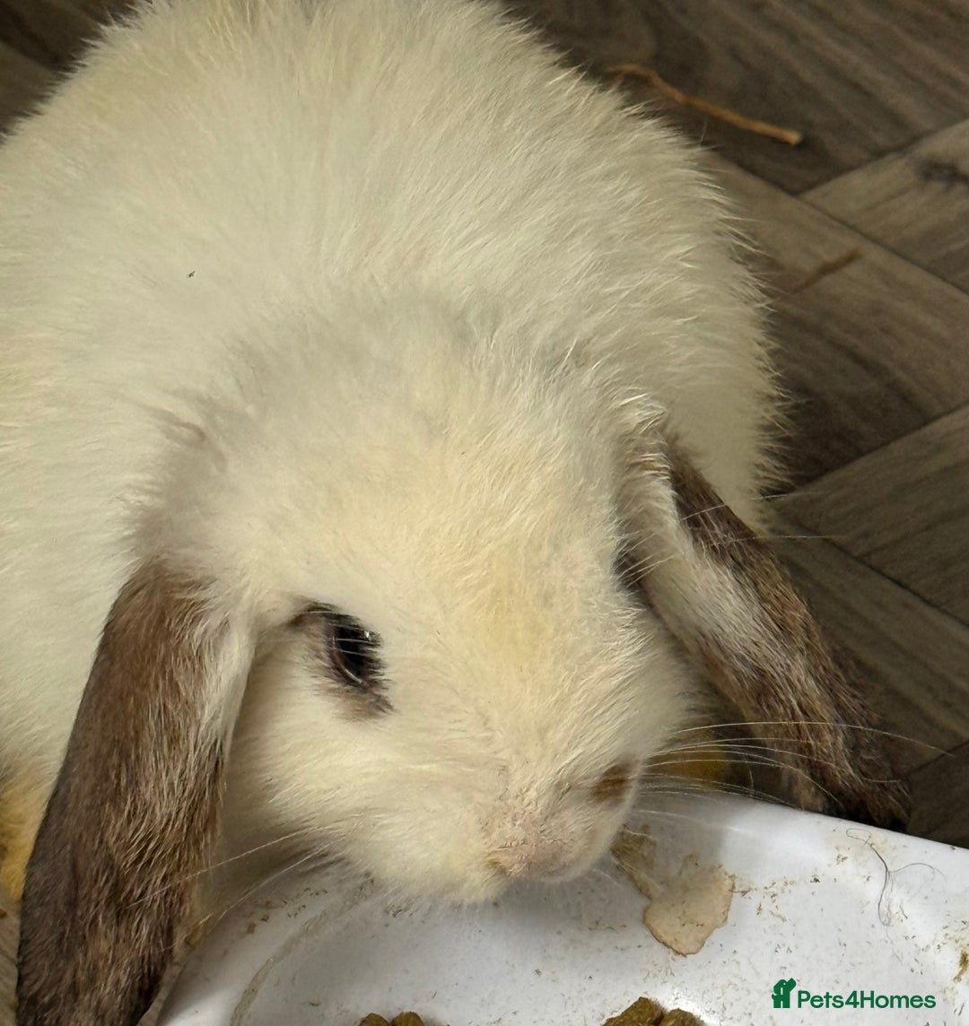 Mini Lop rabbits for sale: 🐰🐰 Mini Lop Rabbit’s 🐰🐰 - Image 2