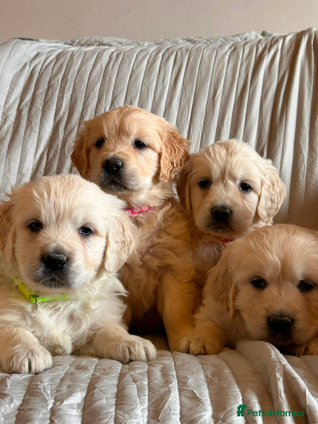 Golden Retriever dogs for sale: Fully health tested parents  - Advert 1