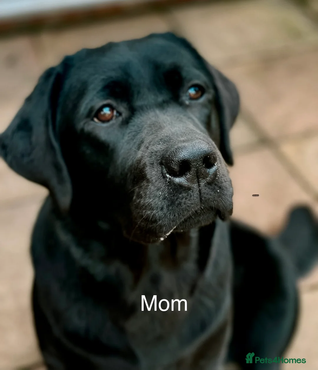 Labrador Retriever dogs for sale:  ✨ KC Registered Labrador Retriever Puppies   - Advert 24