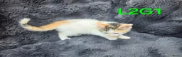 Siamese cats for sale: Kittens!!! - Advert 18