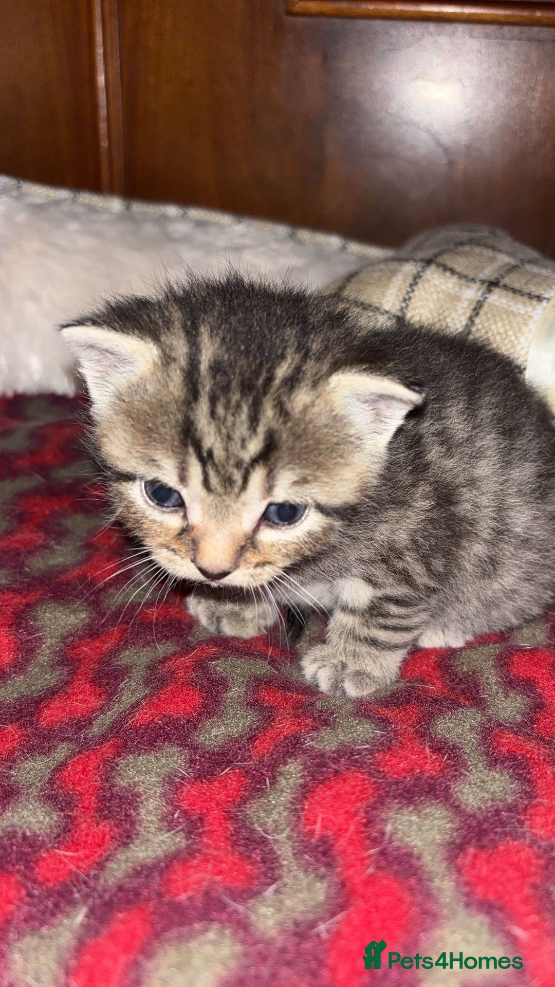 Bengal cats for sale: 5 beautiful kittens - Advert 4