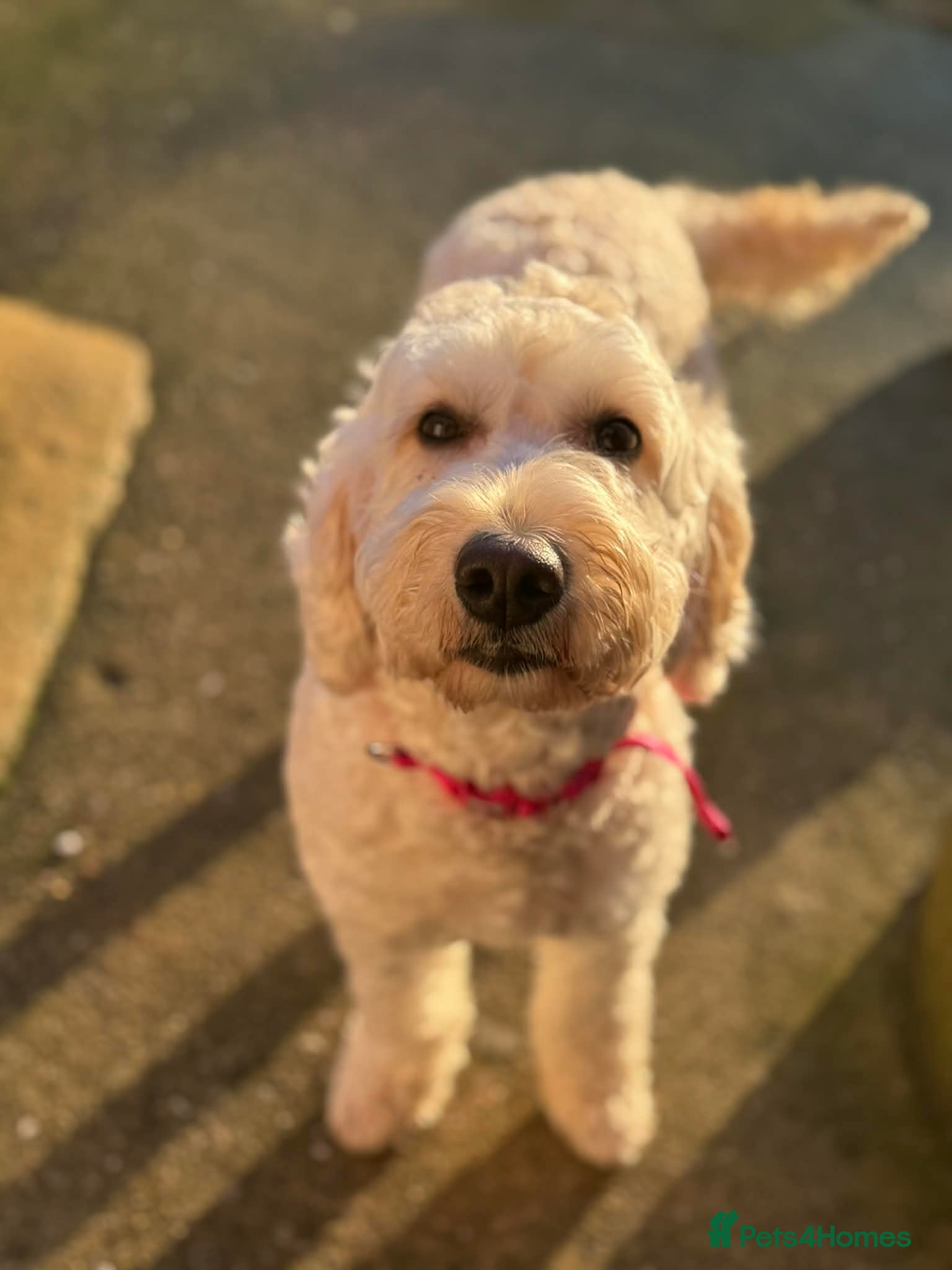 Mini Goldendoodle dogs 5* home wanted - Advert 11