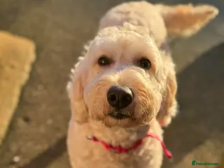 Mini Goldendoodle dogs 5* home wanted - Advert 11