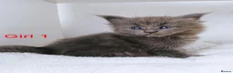 Maine Coon cats for sale: DNA health tested blue maine coon kittens - Advert 17