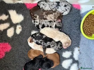 Australian Labradoodle dogs AUSTRALIAN LABRADOODLE PUPPIES - Advert 4