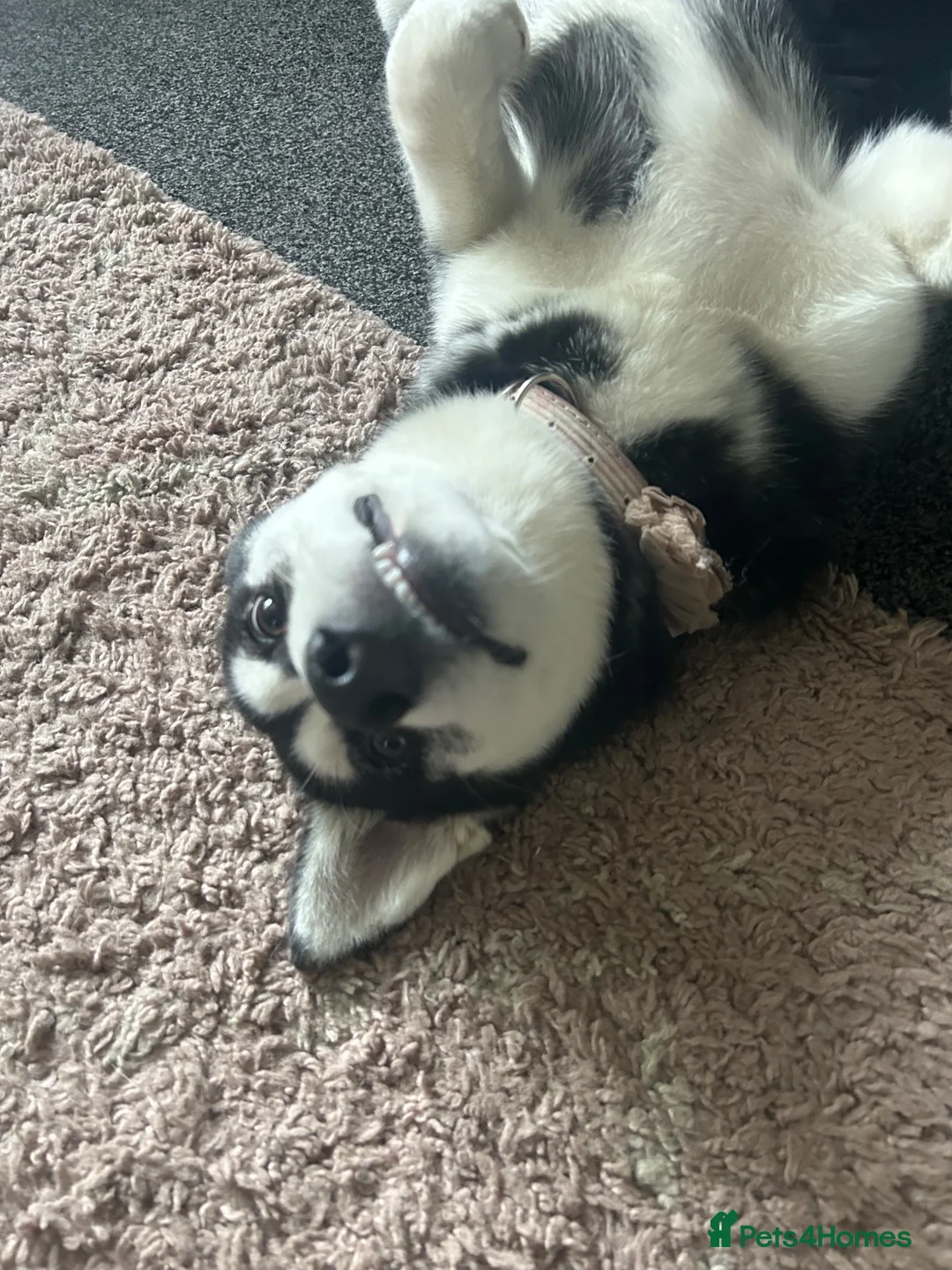 Siberian Husky dogs for sale: Siberian husky  in Manchester - Advert 2