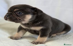 French Bulldog dogs for sale: TOP QUALITY KC REG FRENCHIES AVAILABLE  - Image 7