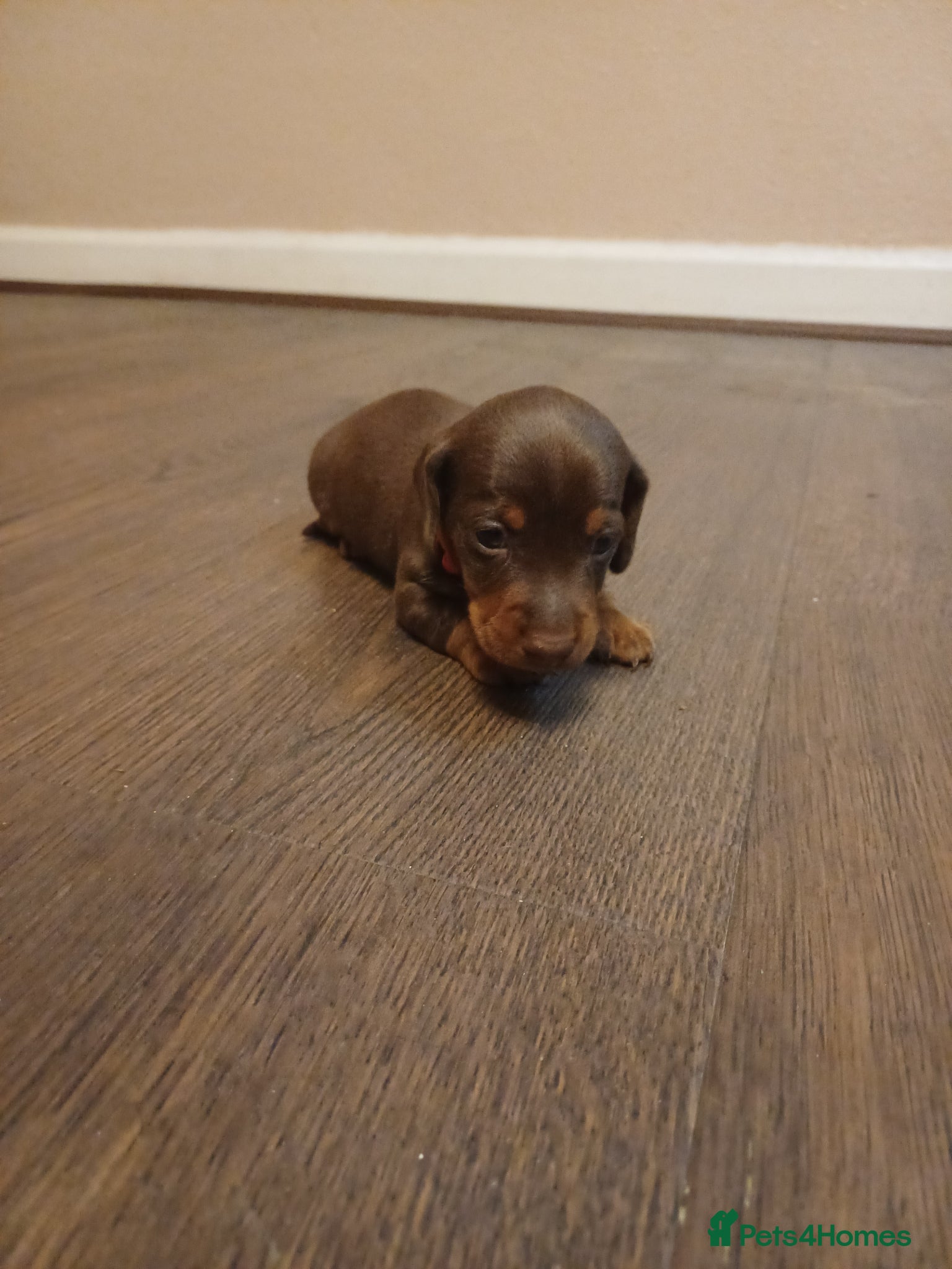 Miniature Dachshund dogs Beautiful chocolate & tan miniature dachshunds - Advert 1