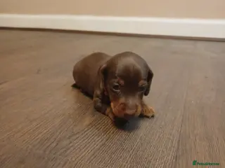 Miniature Dachshund dogs Beautiful chocolate & tan miniature dachshunds - Advert 1