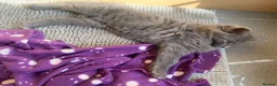 British Longhair cats for sale: Beautiful British Long-Haired Boy Ready Now! - Advert 2