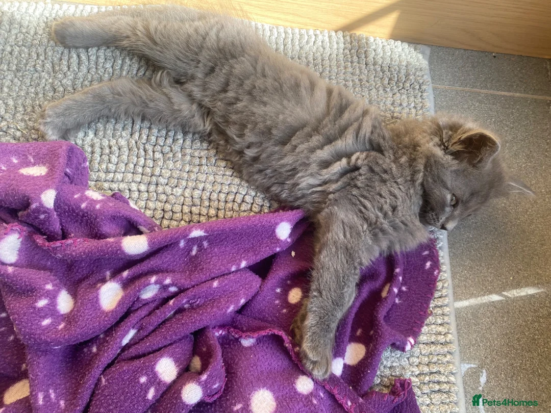 British Longhair cats for sale: Beautiful British Long-Haired Boy Ready Now! - Advert 2