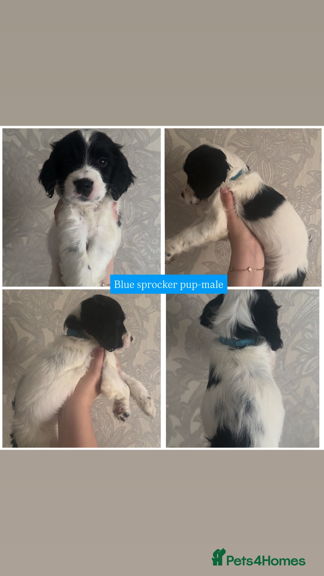 Sprocker dogs for sale: Beautiful Sprocker puppies for sale - Image 5