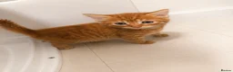 Mixed Breed cats for sale: Loving Mother Cat & Beautiful Kittens for sale  - Advert 8