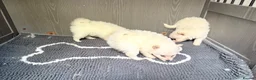 Japanese Spitz dogs for sale: Japanese Spitz  - Advert 6
